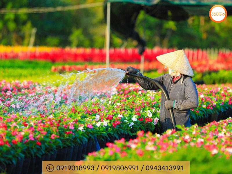 Hàng vạn hoa được chăm sóc đồng loạt để nở đúng dịp Tết - Du lịch 360Go